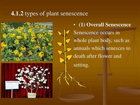 Plant Senescence Physiological Reader