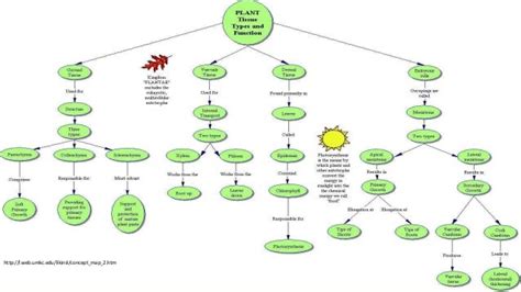 Plant Tropisms Concept Map Answers Doc