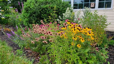 Plant native plants in our yards and gardens.