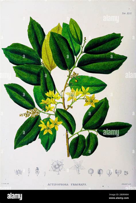 Plantae Javanicae Rariores Adjectis Nonnullis Exoticis Epub