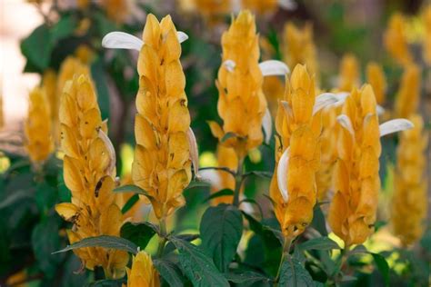 Plantas Camarão Amarelo: Um Guia Completo