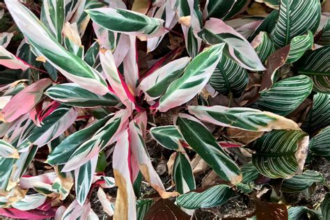 Plantas Maranta Tricolor: Guia Completo para Cultivo e Cuidados