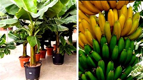 Plantas que Se Parece com Bananeira: Um Guia Completo para Entusiastas de Plantas