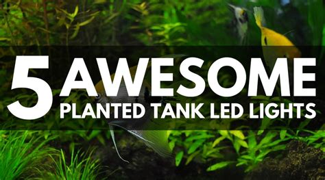 Planted LED Light: The Ultimate Guide to Aquarium Lighting