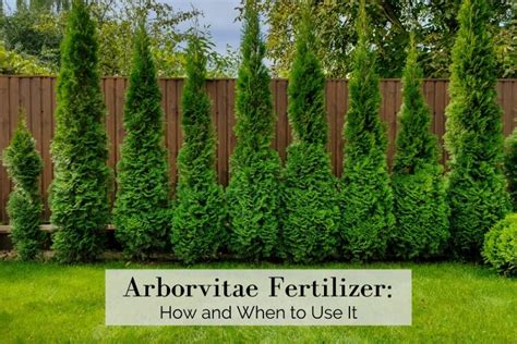 Planting Arborvitae: Fertilizer Guide for a Thriving Hedge