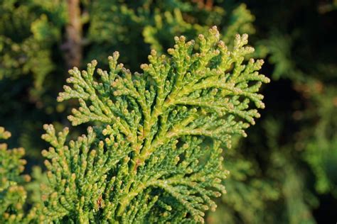 Planting Arborvitae Fertilizer: A Complete Guide for Thriving Evergreens