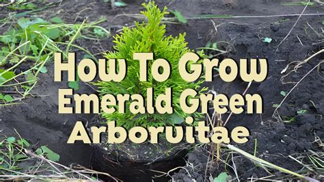 Planting Arborvitae Fertilizer: A Complete Guide to Growing Thriving Trees