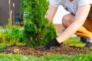 Planting Arborvitae Fertilizer: The 5 Secrets to Thriving Green Giants