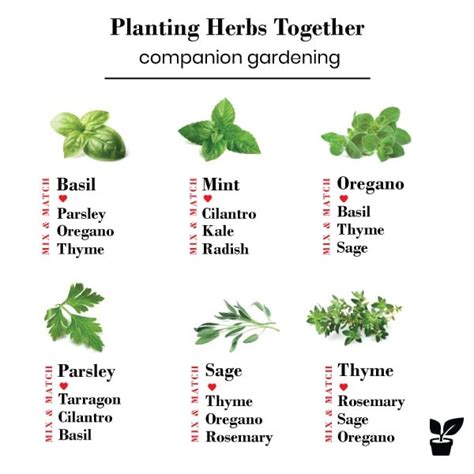 Planting Herbs Together Chart