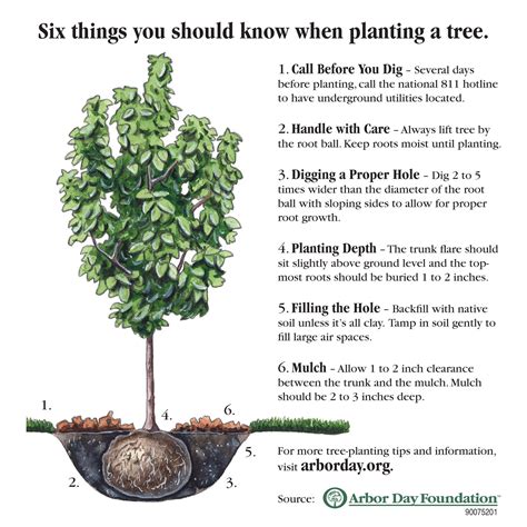 Planting and Care of Street Trees Doc