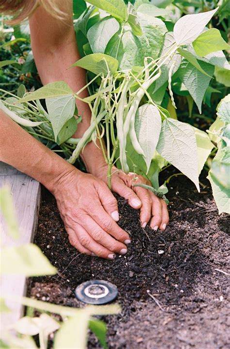 Planting legumes: