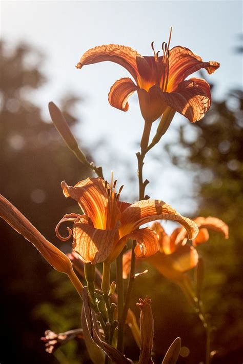 Planting the Lily Magno