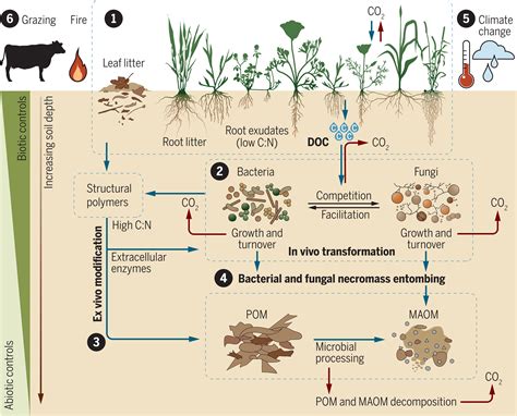 Planting the Seeds of Carbon Sequestration