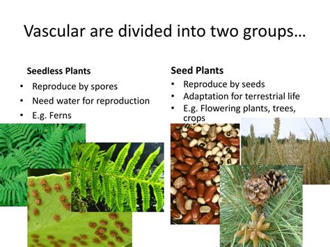 Plants Can Be Divided Into Two Groups