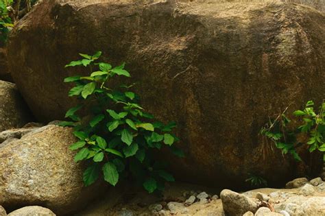 Plants That Grow in Rock Crevices: Unveiling the 2025 Wonders of Nature