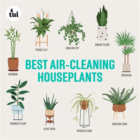 Plants for Indoor Air Purification: Your Ultimate Guide to a Healthier Indoor Environment