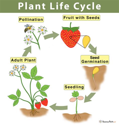 Plants of Life Plants of Death Ebook Kindle Editon