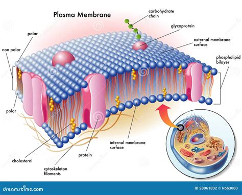 Plasma Membrane: