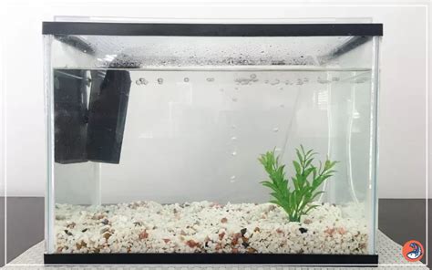 Plastic 5 Gallon Fish Tank: A Comprehensive Guide