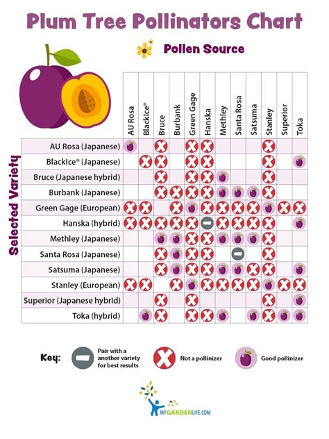 Plum Pollination Chart