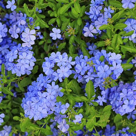 Plumbago: A Planta Azul Vibrante para Embelezar Seu Jardim