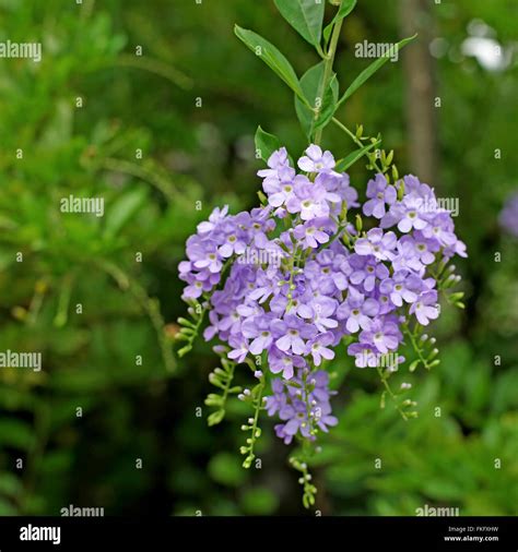 Plumbago: A Versatile and Beautiful Garden Jewel