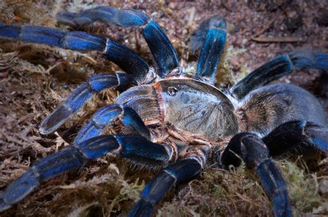 Poe's Deadly Tarantula: Uncovering the Mysterious Realm of Arachnids