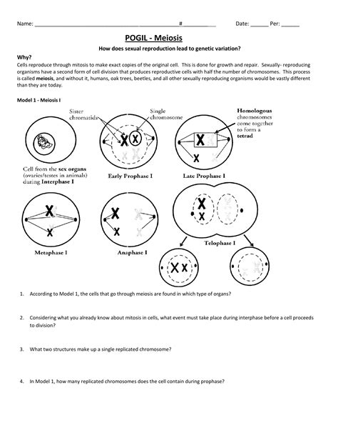 Pogil Answer Key Meiosis Doc