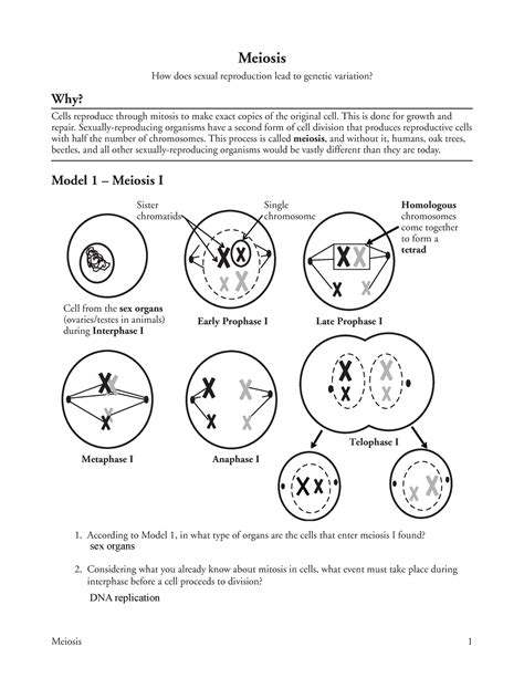 Pogil Biology Answer Key Meiosis And Mitosis Reader