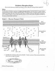 Pogil Biology Answer Key Oxidative Phosphorylation Reader