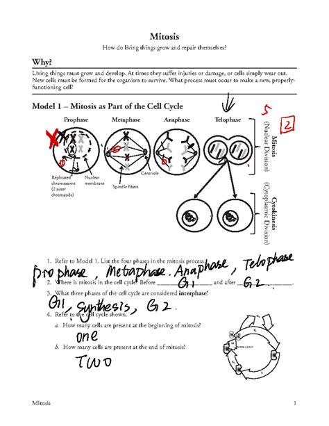 Pogil Biology Mitosis Answer Key PDF