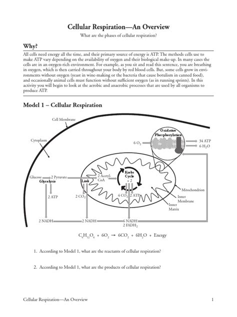 Pogil Cellular Respiration Answer Key Reader