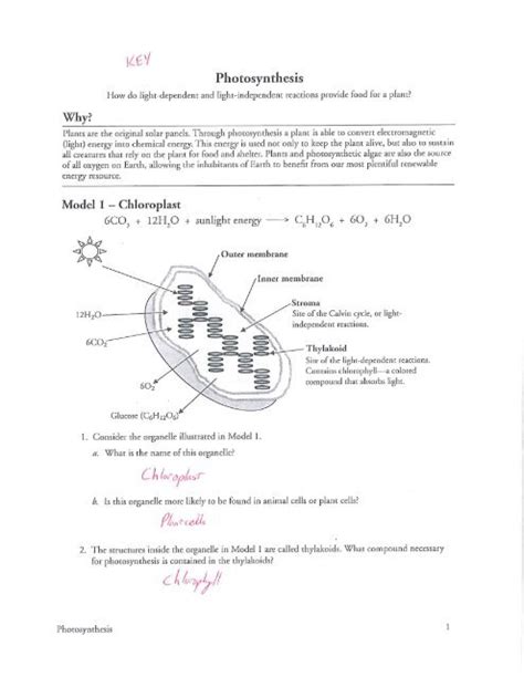 Pogil Photosynthesis And Respiration Answers PDF