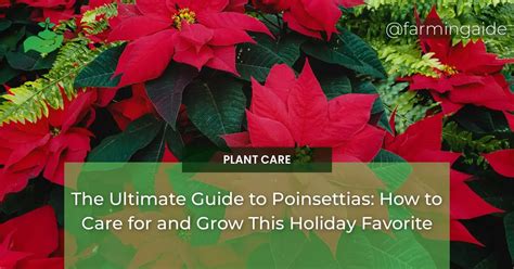 Poinsettias: The Ultimate Guide to Fertilization for Vibrant Blooms