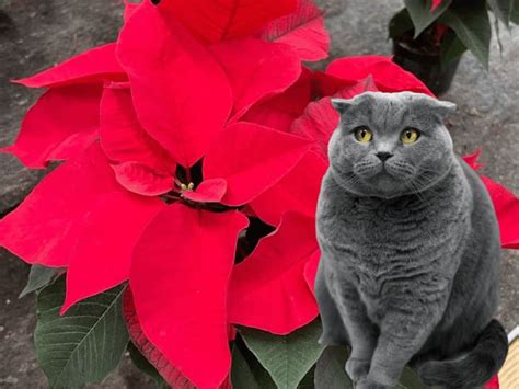 Poinsettias and Cats: Safety Concerns and Precautions