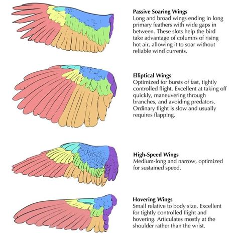 Pointed Wings: