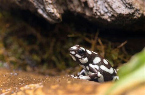 Poison Dart Frog Habitat: A Comprehensive Guide