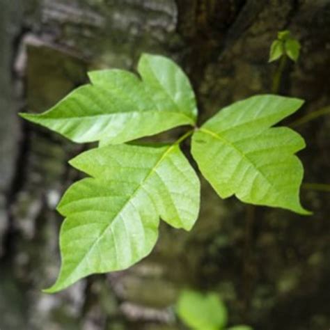 Poison Ivy: A Comprehensive Guide to Identification, Treatment, and Prevention