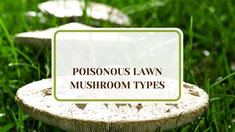 Poisonous Lawn Mushroom Types: A Comprehensive Guide