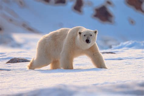 Polar Bear & Cub: 33 Fascinating Facts, 12 Stunning Photos, & 7 Must-Watch Videos