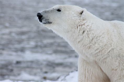 Polarbear Bet Com