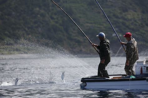 Pole and Line Fishing: