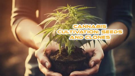 Poleblade of the Bud: The Definitive Guide to Maximizing Cannabis Cultivation