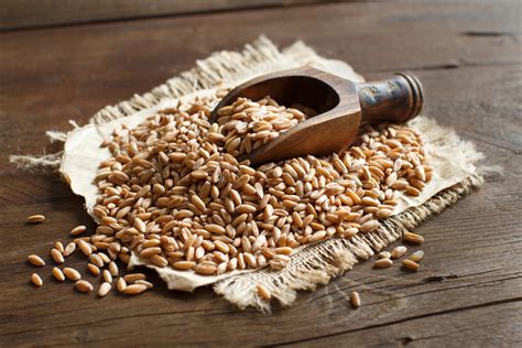 Polendina: The Versatile Ancient Grain Rediscovered