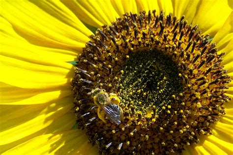 Pollen: