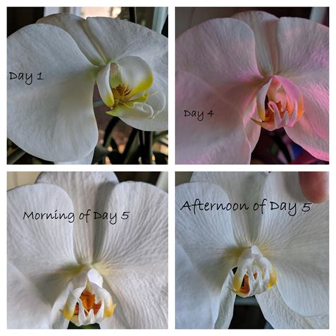 Pollinate orchids.