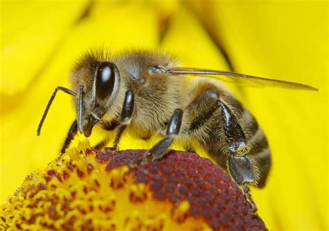 Pollinators