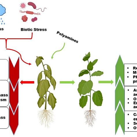 Polyamines in Plants Kindle Editon