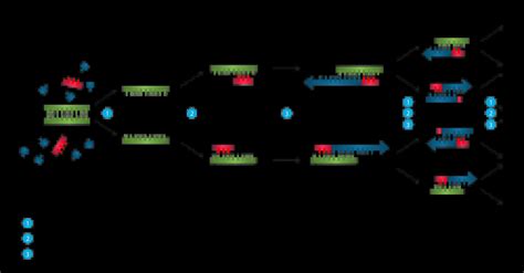 Polymerase Chain Reaction Reader