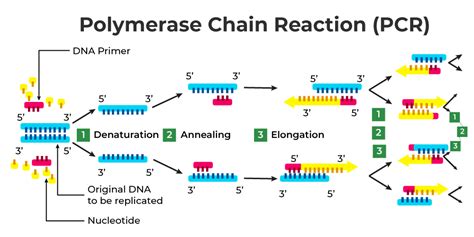 Polymerase Chain Reaction Reader